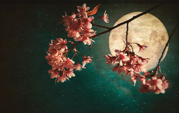 Nakijin Castle and Moonlight Cherry Blossom